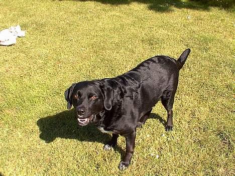 Labrador retriever Timmo - det er lækkert med godt vejr... billede 10