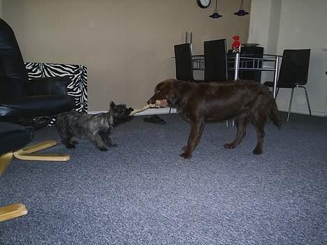 Blanding af racer Bella *6 mdr* - hit med mit legetøj.. din lille lordt!! billede 9