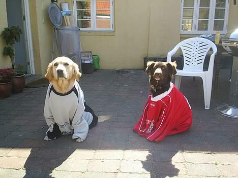 Blanding af racer Bella *6 mdr* - Morten Olsen!! HERE WE COME!! billede 10