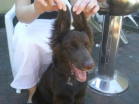 Blanding af racer Bella *6 mdr* - HALLO!!!! *G* billede 11