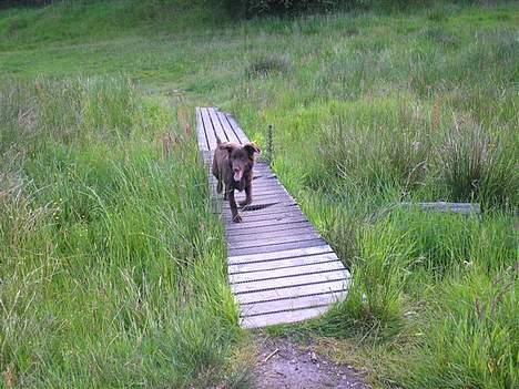 Blanding af racer Bella *6 mdr* - hva?? hvor skal vi hen du?? billede 12