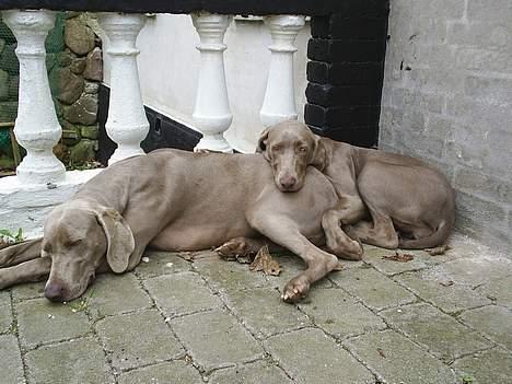 Weimaraner Lilo - Vi ligger lige og hygger mor og mig billede 2