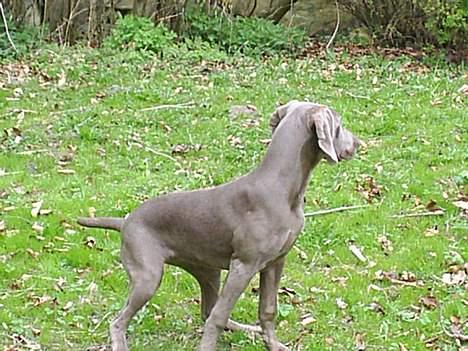 Weimaraner Lilo - Hvad var det???? billede 3