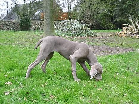 Weimaraner Lilo - Mmmmm det dufter da bare såååå lækkert billede 4