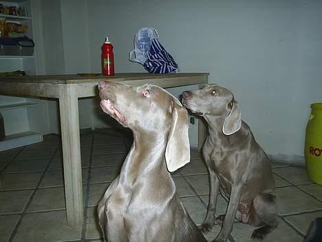 Weimaraner Lilo - Tigger?? nej overhovedet ikke vi kigger efter en flue billede 5