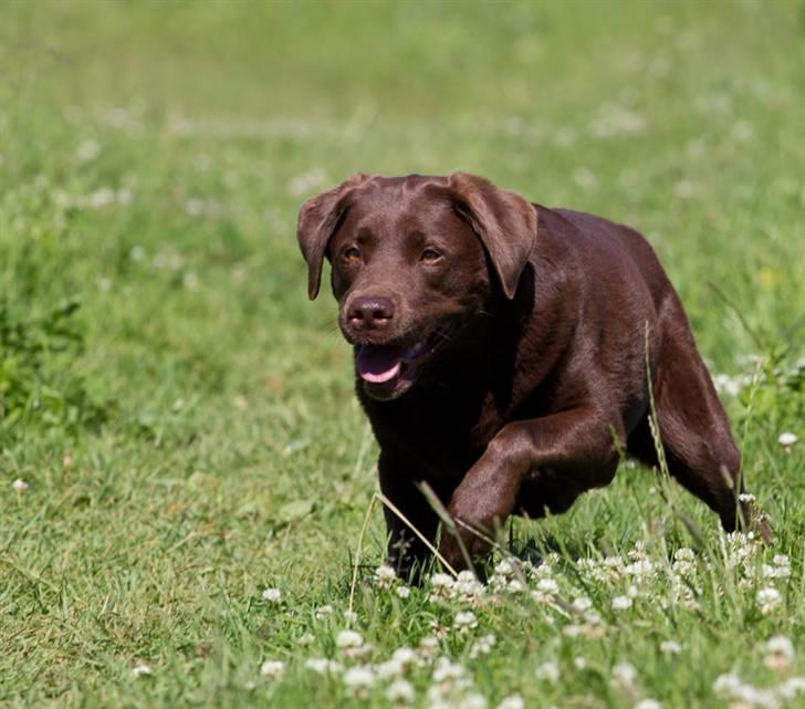 Labrador retriever Luna - Taget af René juli 2010 billede 3