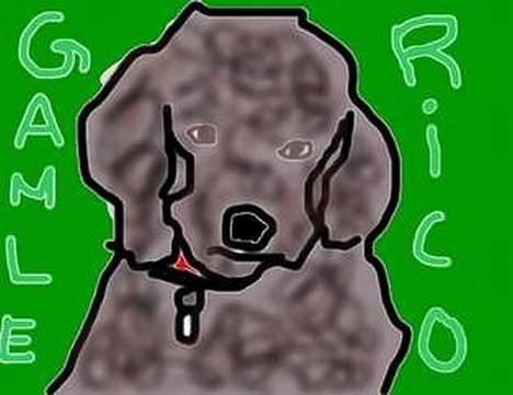 Dværgpuddel Rico(død) - Et super flot billed der er blevet lavet til Rico! billede 11