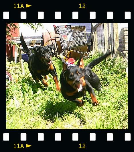 Rottweiler Vom Hause Fachmann´ Easy (RIP)  - HA! Du kan ikke fange mig!!! Tiff og Easy leger fangeleg i haven*S* billede 15