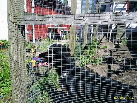 Rottweiler Vom Hause Fachmann´ Easy (RIP)  - Så kommer man bare i bur.... Bare fordi jeg lige skulle bide lidt i Belle :-(  billede 16