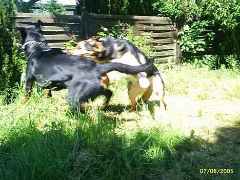 Rottweiler Vom Hause Fachmann´ Easy (RIP)  - Så er fjollehoveder i gang med en vild leg i haven*S* billede 17