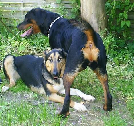 Rottweiler Vom Hause Fachmann´ Easy (RIP)  - Jeg siger jo til dig at det er MIG der bestemmer Belle! Bare hør efter! billede 18