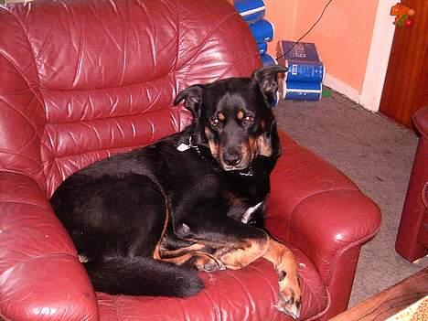 Blanding af racer Sacha RIP - Sacha i "sin" stol, nogle privileger må man jo have som Alfatæve i flokken *GG* billede 11