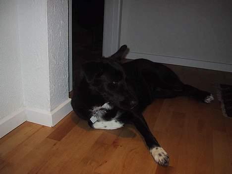 Blanding af racer Perle Sapangeraq billede 1