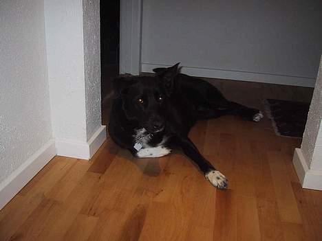 Blanding af racer Perle Sapangeraq billede 2