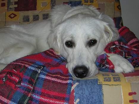 Golden retriever Viktor - Her ligger Viktor med sin elskede sutteklud billede 15