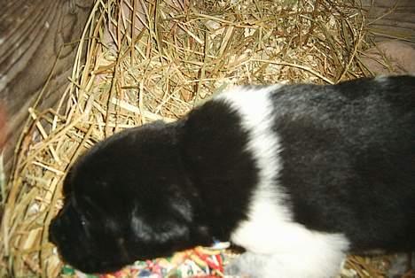 Blanding af racer speechii - her er han ikke ret gammel han er ved at prøve at kravle billede 2