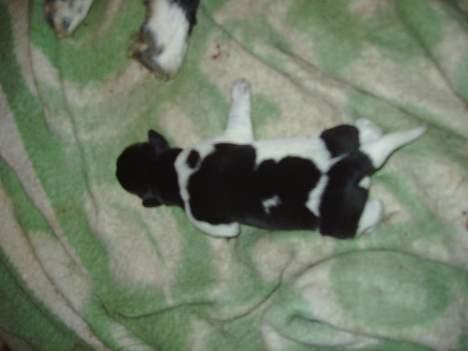 Blanding af racer speechii - her ligger han så bette som han er man kan lige ane lidt af mors pote billede 3