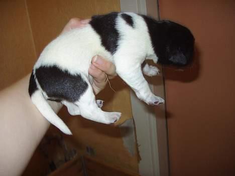 Blanding af racer speechii - her bliver han holdt op han er knapt 2 uger billede 4