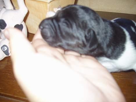 Blanding af racer speechii - her er hans hoved........   c",) billede 5