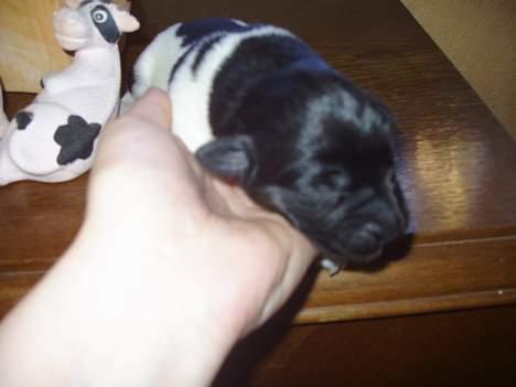 Blanding af racer speechii - her er hans head igen c",) billede 6