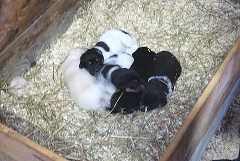 Blanding af racer speechii - her er han med sine søskende billede 8