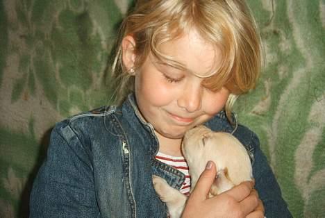 Blanding af racer speechii - her er hans søde søster... sjovt nok er hun den eneste i kuldet der ligner en labrador så meget billede 9