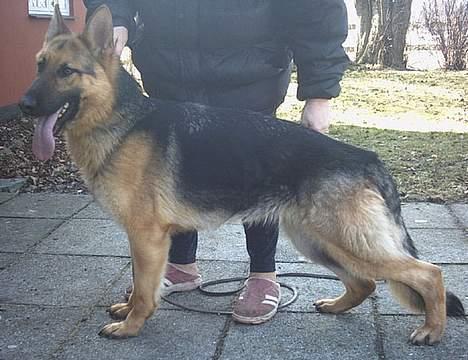 Schæferhund Sonto´s Galina (Pensionist ) - Sonto´s Galina billede 1