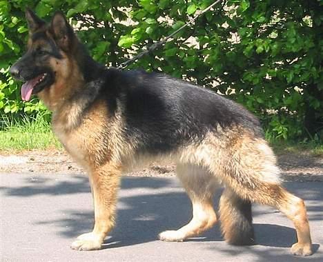 Schæferhund Sonto´s  Kira  (pensionist ) - sonto´s Kira billede 1