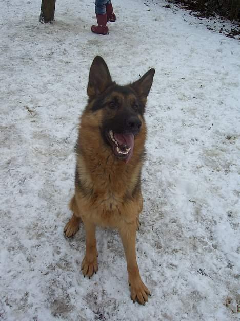 Schæferhund Sonto´s  Kira  (pensionist ) - kira en dejlig vinter dag billede 2