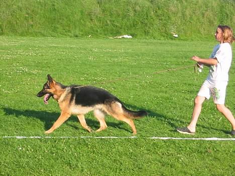 Schæferhund Sonto´s  Kira  (pensionist ) - Katja træner med kira billede 3