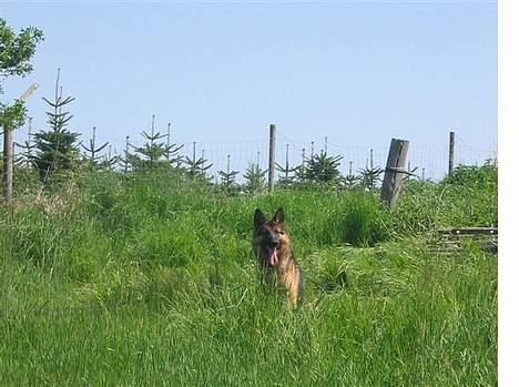 Schæferhund Sonto´s  Kira  (pensionist ) - Her er Kira med ude på engen for at tjække hestene :-) billede 4