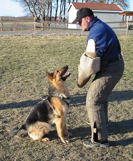 Schæferhund Sonto´s Galina (Pensionist ) - Galina bevogter her figuranten under træning billede 2