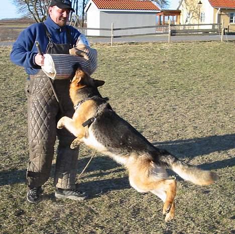 Schæferhund Sonto´s Galina (Pensionist ) - Galina i fuld bid ..det er til træning billede 3