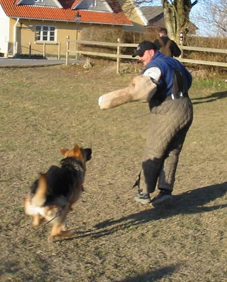Schæferhund Sonto´s Galina (Pensionist ) - Galina i løb efter figuranten (træning) billede 4