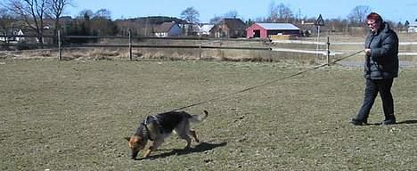 Schæferhund Sonto´s Galina (Pensionist ) - Galina øver spor billede 5