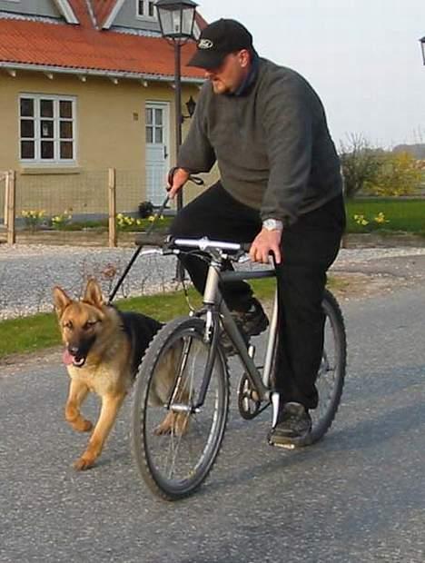 Schæferhund Sonto´s Galina (Pensionist ) - Galina øver til sin UHPér (Galina har fået sin UHPér) billede 6