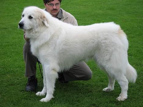 Pyreneerhund Claire - Claire 9 år  billede 6