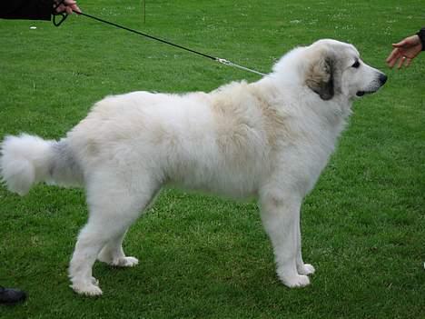 Pyreneerhund Simba - simba 15 mdr. billede 7