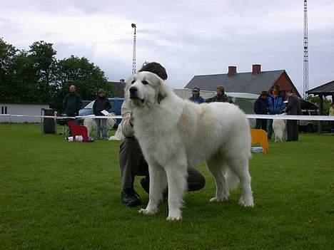 Pyreneerhund Simba - Balslev 2005 billede 8