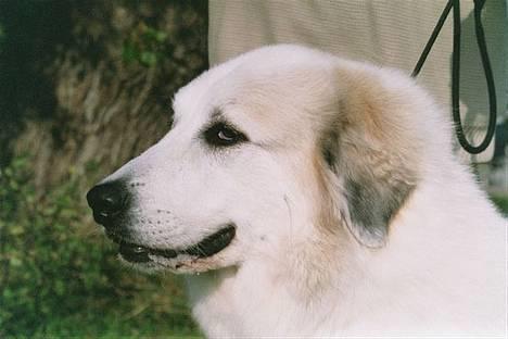 Pyreneerhund Inez - Inez 3 1/5 år billede 1