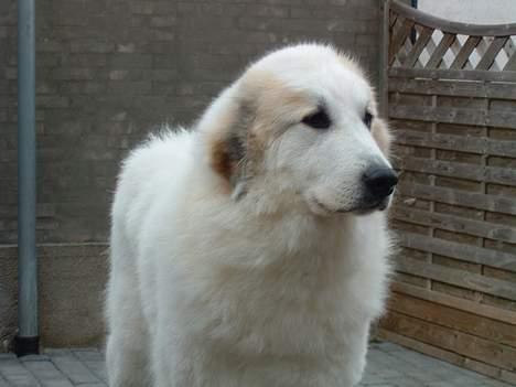 Pyreneerhund Inez billede 2
