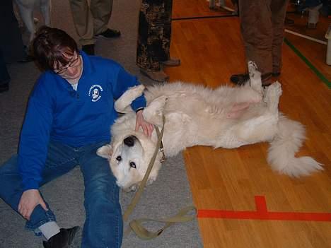 Pyreneerhund Inez - Mor skal vi snart til og hjem, nu gider jeg ikke mere  billede 3