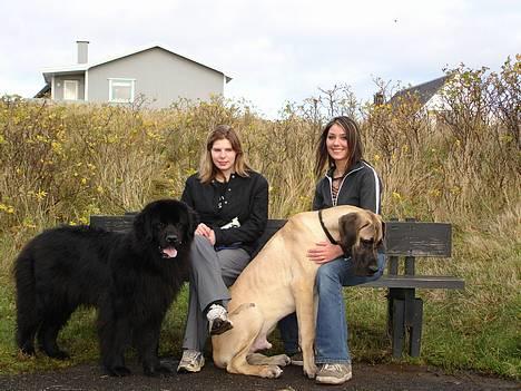 Grand danois Grand de Feld´s Kimba billede 9