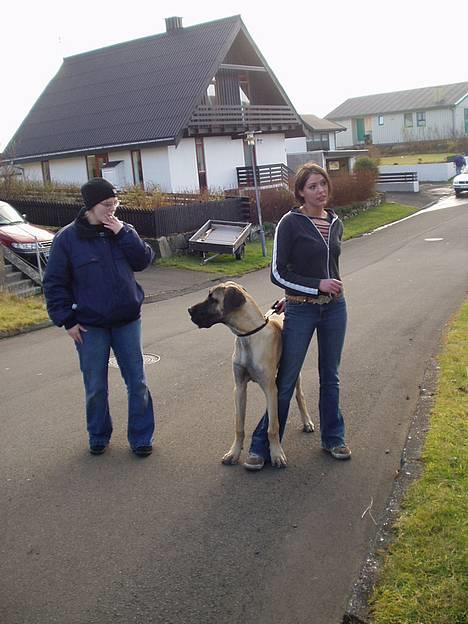 Grand danois Grand de Feld´s Kimba billede 10