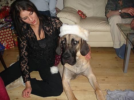 Grand danois Grand de Feld´s Kimba - Kimba og mig juleaften 2005 billede 11