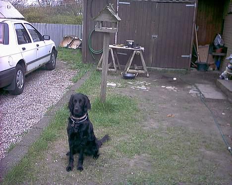 Blanding af racer Lucky - Der er noget derhenne! billede 8