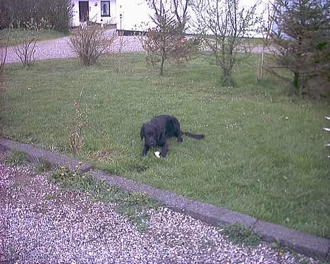 Blanding af racer Lucky - Uhm lækkert! billede 9