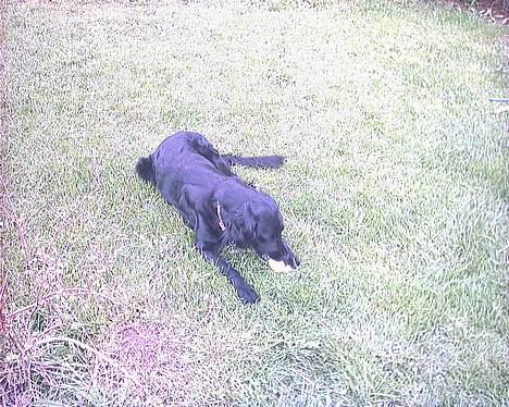 Blanding af racer Lucky - Det smager stadigvæk godt! billede 10