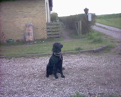 Blanding af racer Lucky - Der er også noget deroppe! billede 11