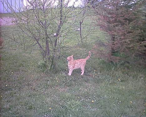 Blanding af racer Lucky - Det er også en af mine venner nemlig Garfield! billede 12